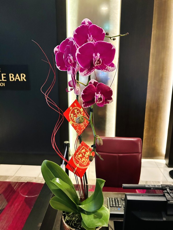 CNY118. Hanamo Lunar New Year Orchid single stem