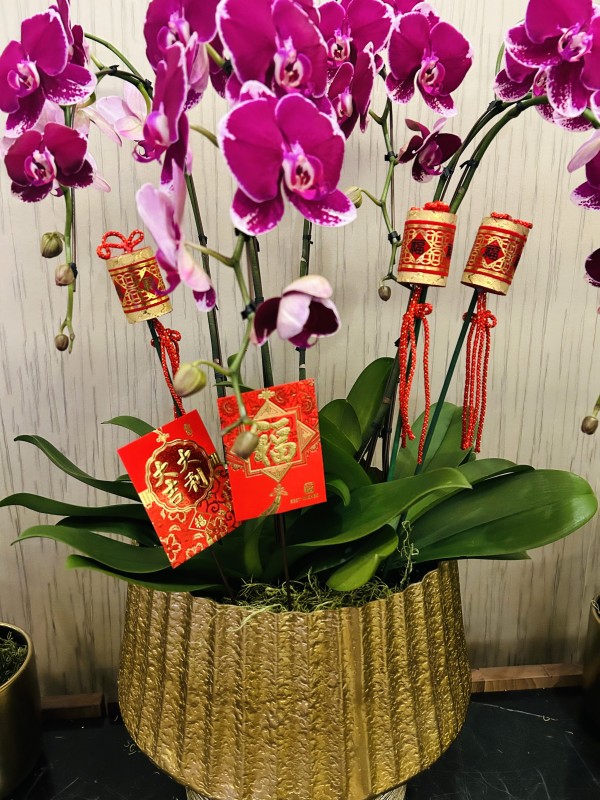 CNY120. Lunar New Year Orchid 5 plants in a pot with Ornaments