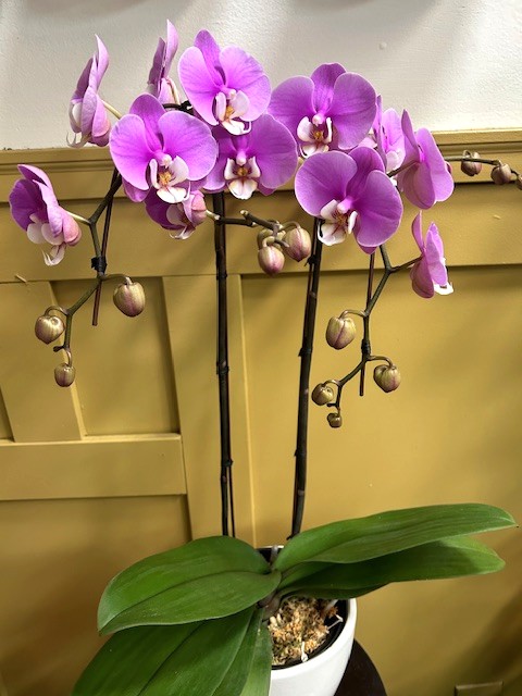 ORCH812 Quality Double Stem 1 plant Coloured Orchid Medium