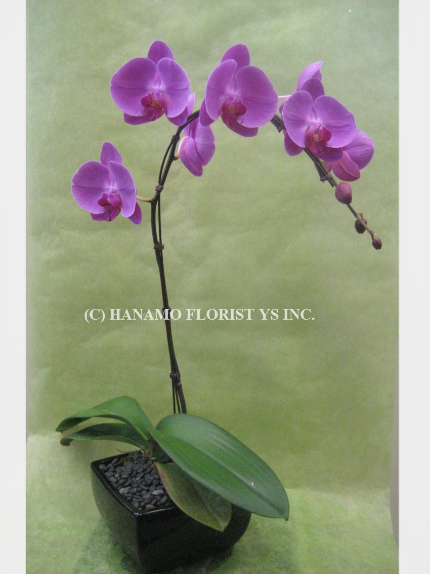 ORCH016 Premium waterfall Purple / Pink Orchids in pot