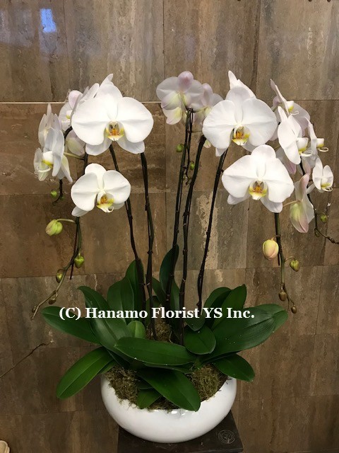 ORCH115. 5 premium Waterfall Orchids in Pot