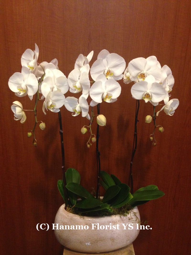 ORCH124 3 Premium White Waterfall Orchids in Ceramic Pot
